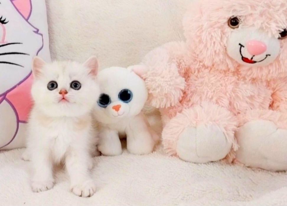 Чарівна дівчинка красунечка шотландська киця