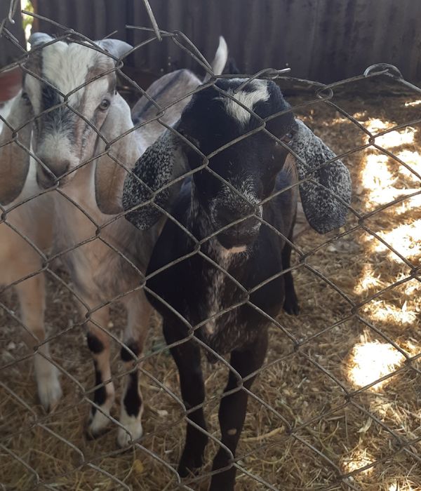 Продам англо-нубійського цапа