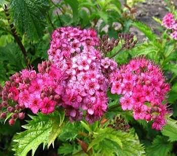 Садовые кустарники Бузина спирея пузыреплодники дерен лох вейгела