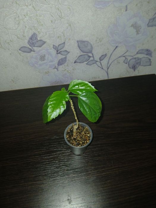 Кімнатні рослини