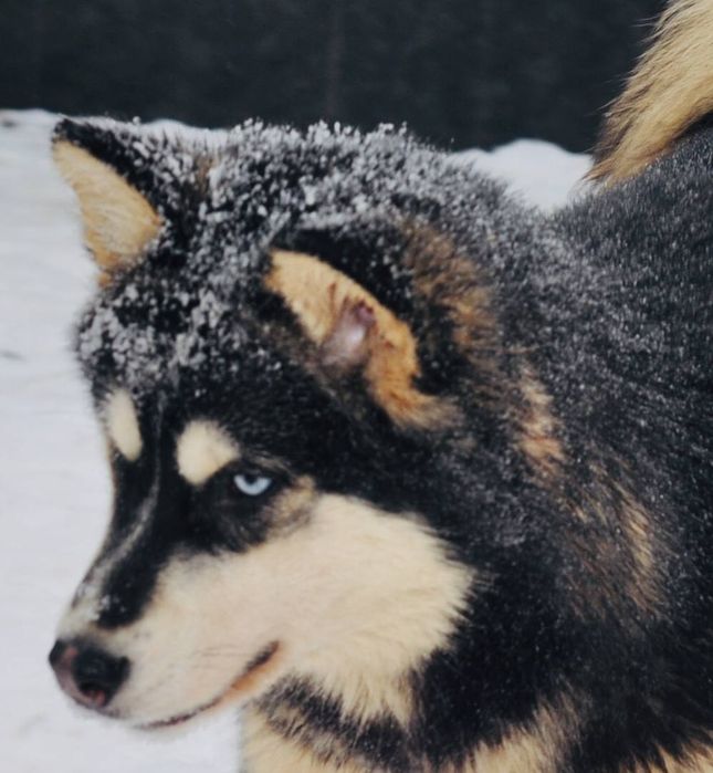 Сибирский хаски щенки