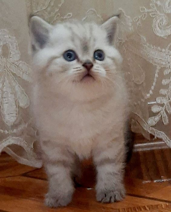 Маленькі непосиди