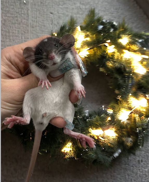 Пацючки дамбо, маленькі щурятка