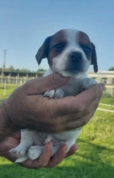 Cachorro Jack Russel com LOP