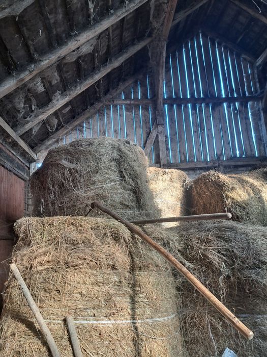 Suche siano . Baloty