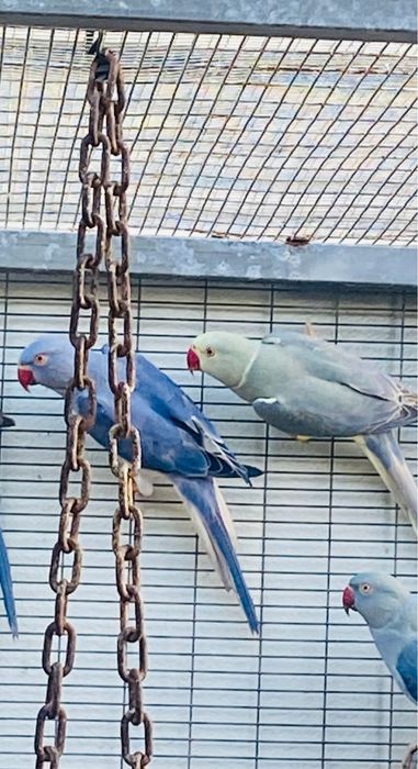 Ring Necks varias mutações