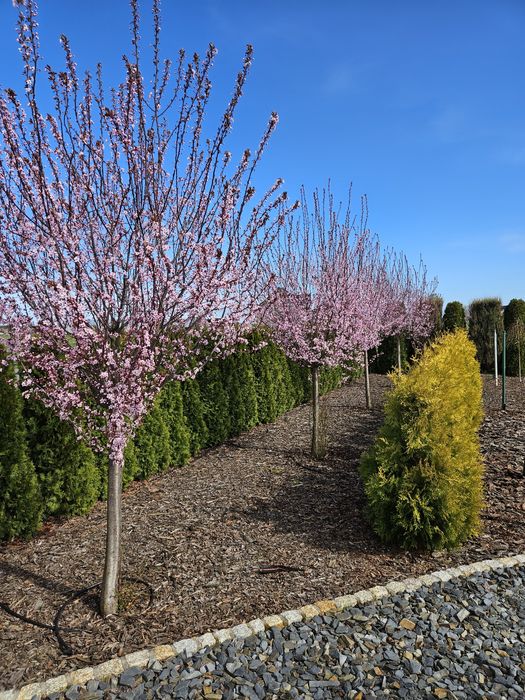 Śliwa Wisniowa Pissardii,Kanzan,Burgundy