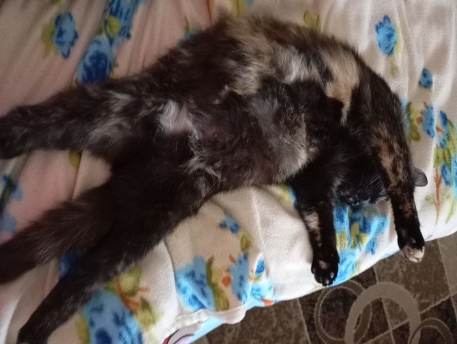 УВАГА! Пропала киця Мурка!!!