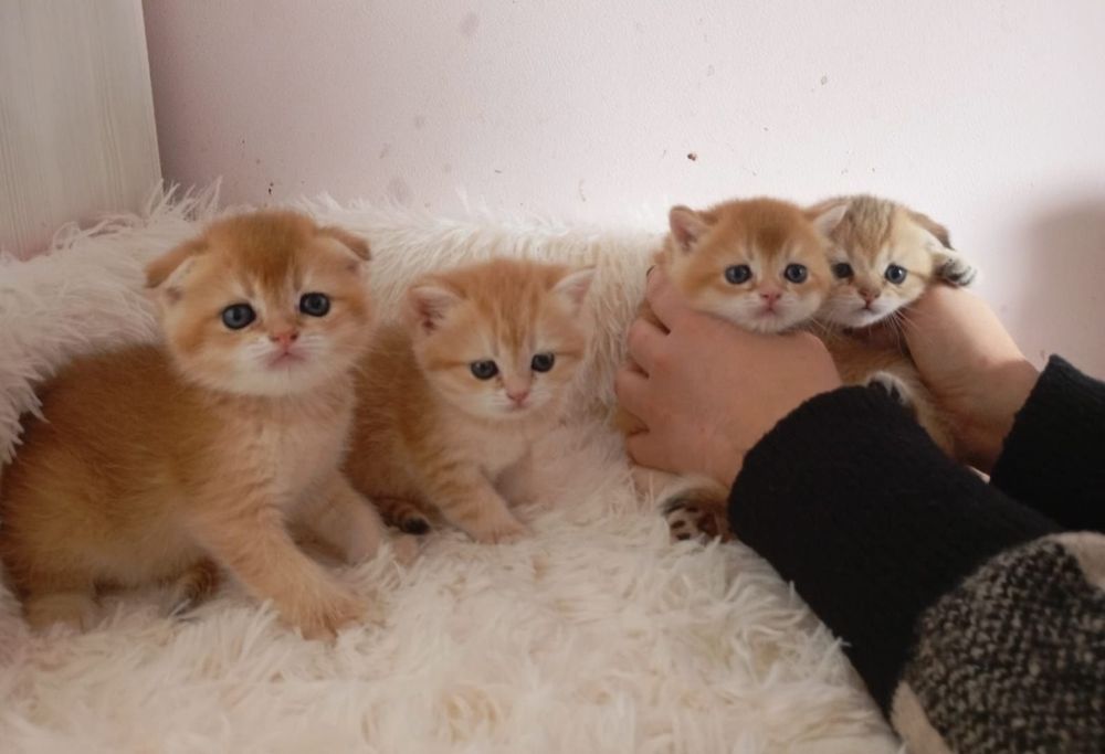 Бронь. Шотландские котята.