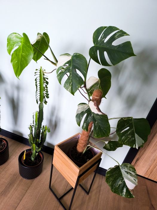 Monstera Thai Constellation