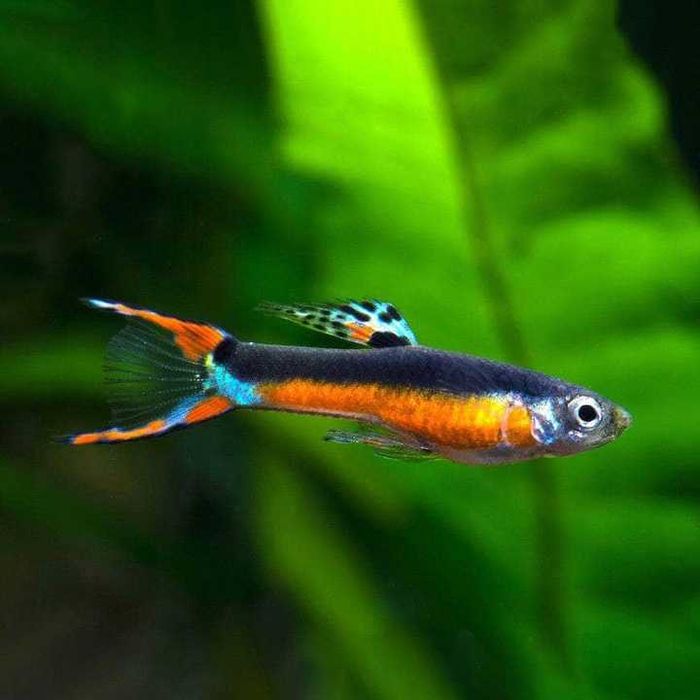 GB Gupik Endlera Santa Maria