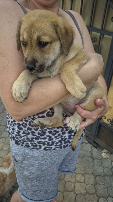Хороші цуцики хлопчики