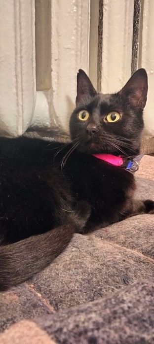 Неймовірна та магічна красуня чекає родину