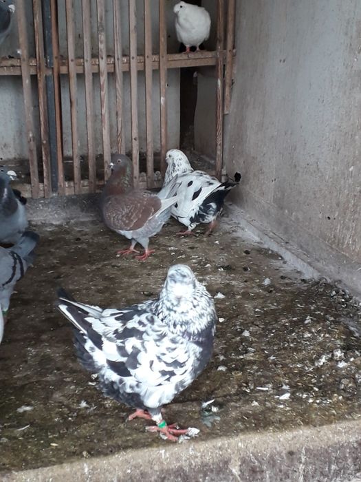 Gołębie rasowe kościerzyna