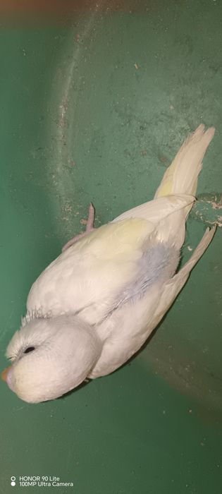 Piriquitos australianos