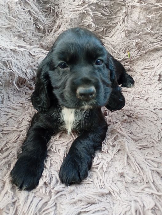 Sunia Cocker Spaniel Angielski