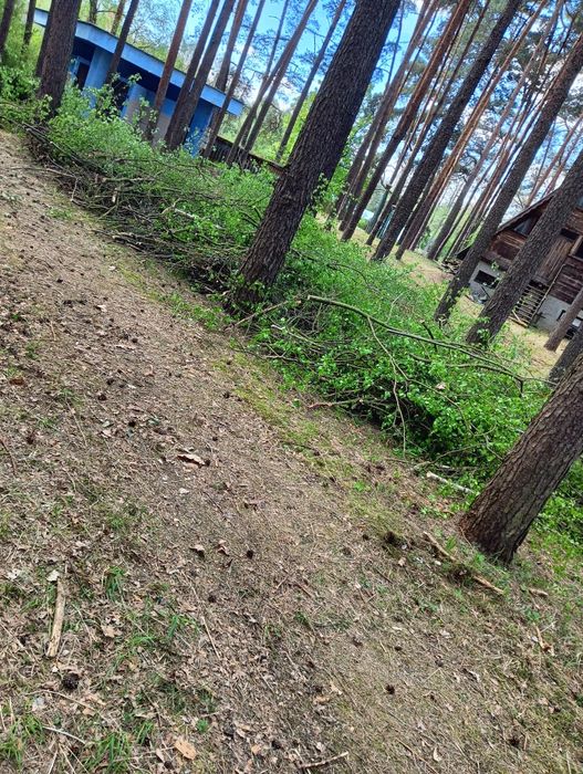 Oddam bardzo duza ilość gałęzi