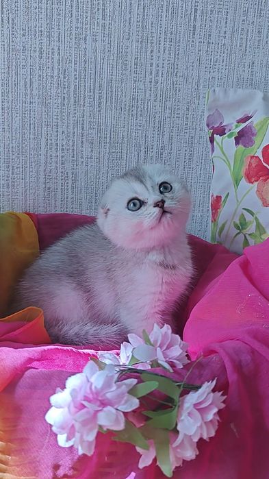 Вислоухие девочка и мальчик серебристые шиншиллы