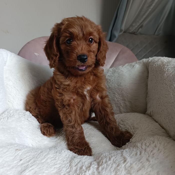 Дівчинка Goldendoodle F1b mini. Київ