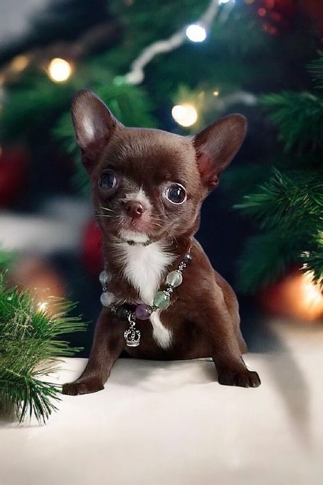 красуня дівчинка чихуахуа шоколадка