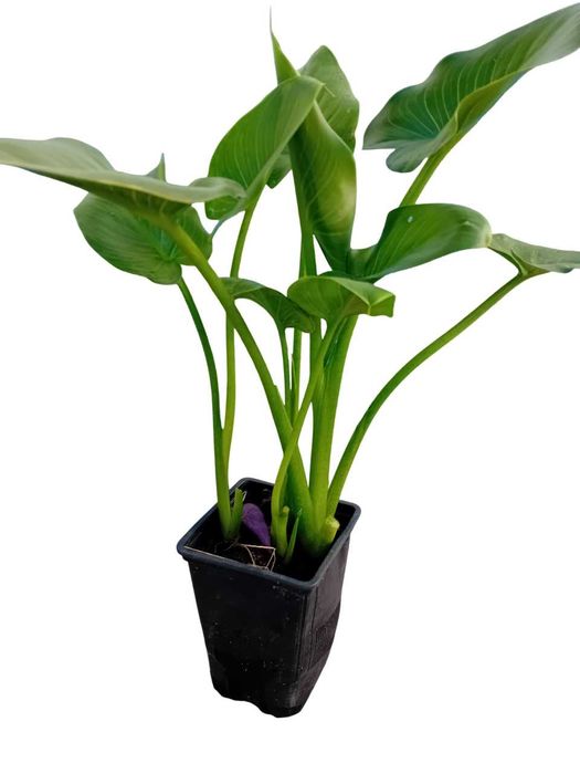 Planta jarro branco lirio calla, zantedeshia