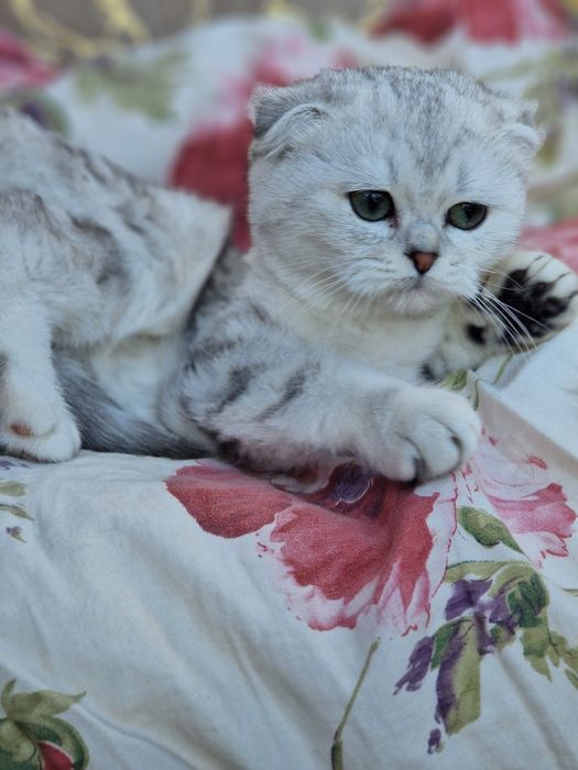 Kotka szkocka zwisłoucha srebrna pręgowana krótkowłosa