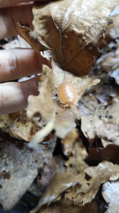 Izopody porcellio laevis Orange