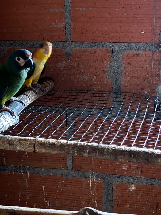 Arara severa-Maracanã fêmea 2024