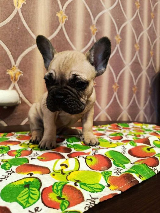 Продам цуценят французького бульдога