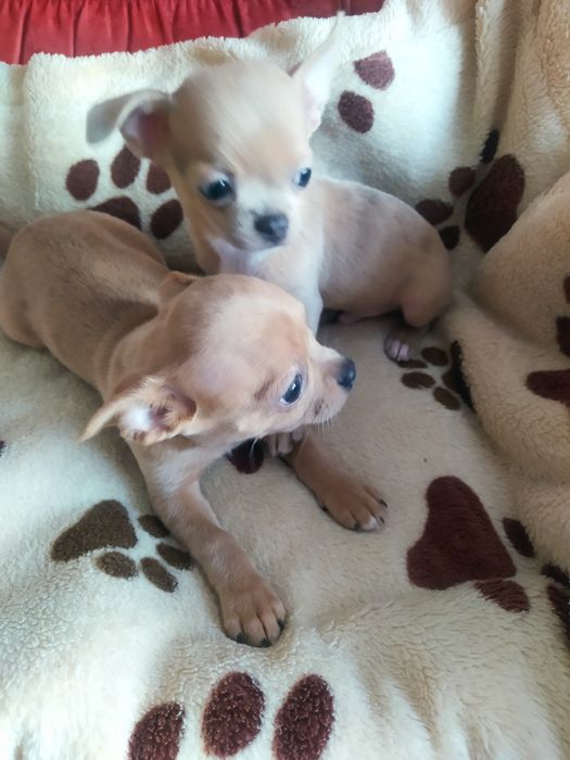 Хлопчики чихуахуа'