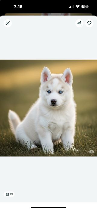 Хлопчик дівчинка сибірський хаскі