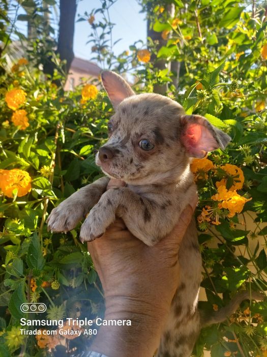 Linda menina chihuahua