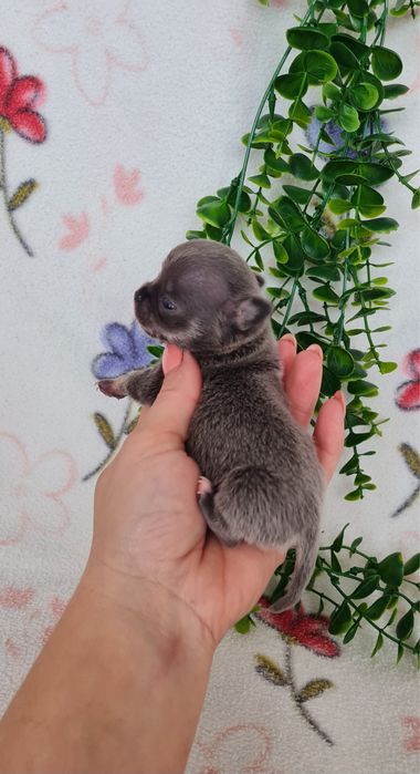 Excelente mini mini blue Chihuahua/Chiuaua Linhagem Russa de Qualidade