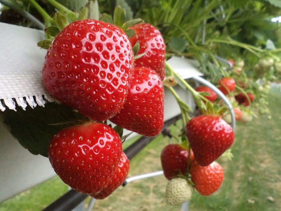 Продаються саджанці полуниці Клері