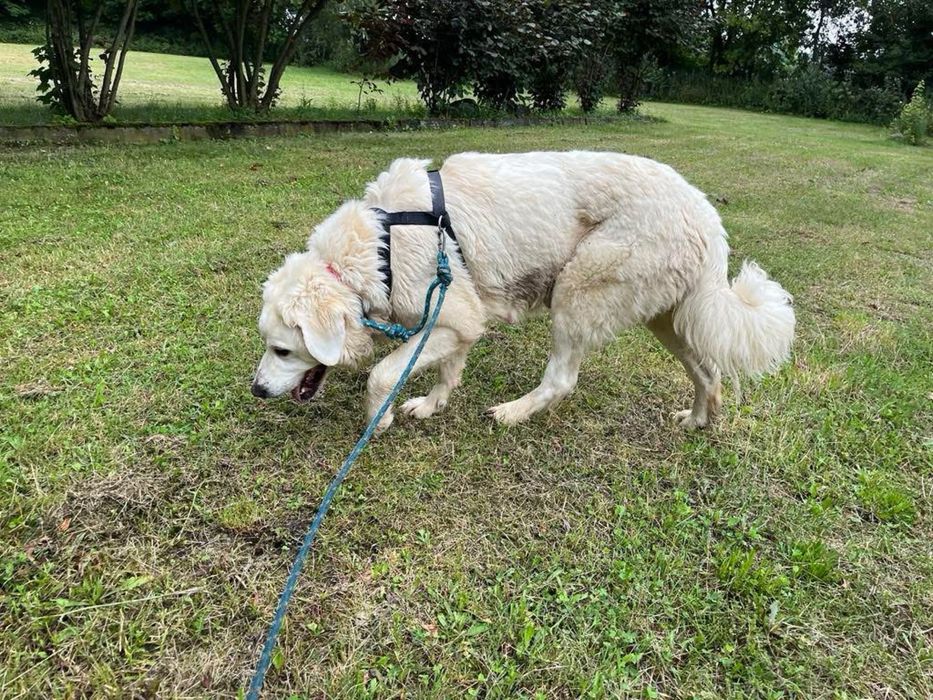 Bella do adopcji Schronisko Sokolow Podl