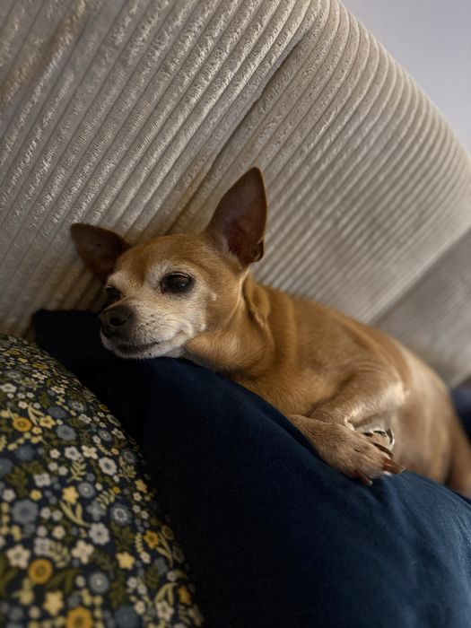 Do adopcji poleca sie pinczer  miniatura