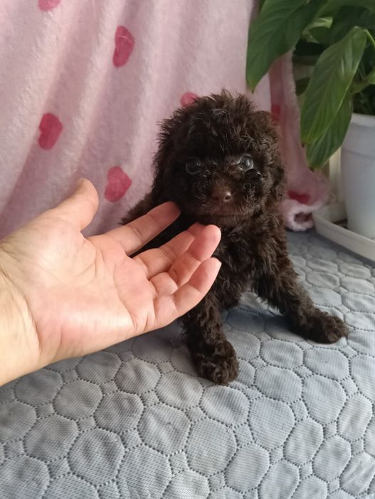 Caniche toy chocolate macho