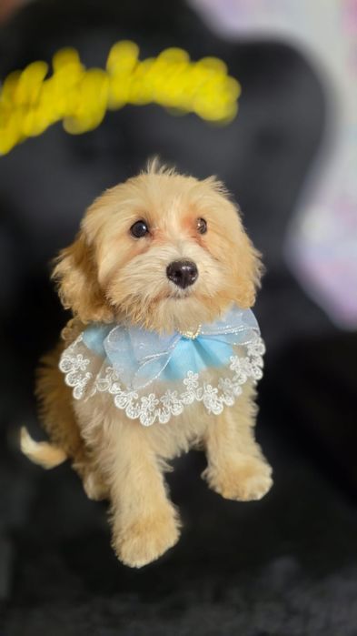 Maltipoo chłopak o niesamowitej inteligencji, po super socjalizacji