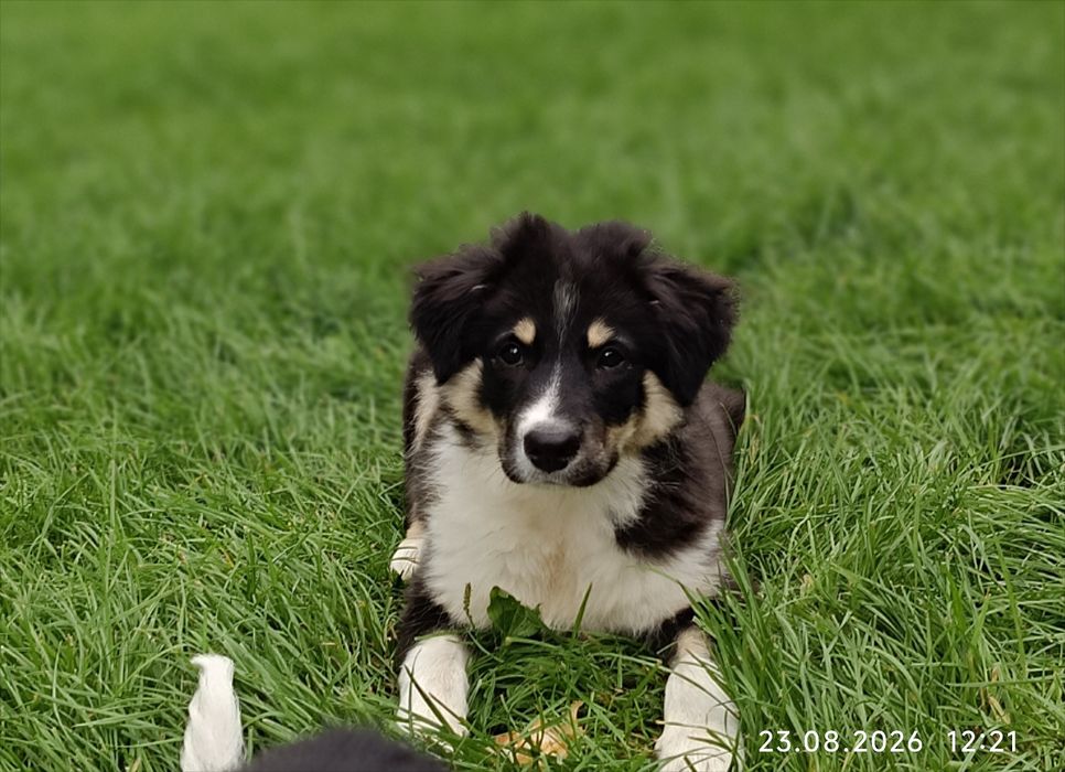 Elwis szczeniak Border collie