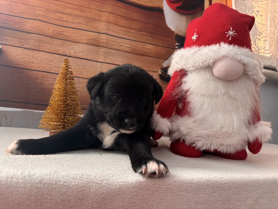 Щенок, цуценя, собака, песик, щеня