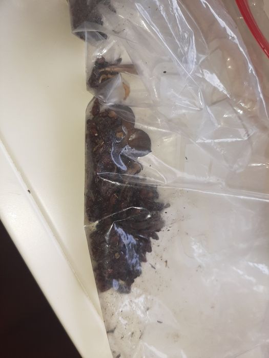 Coleçao de sementes de plantas raras