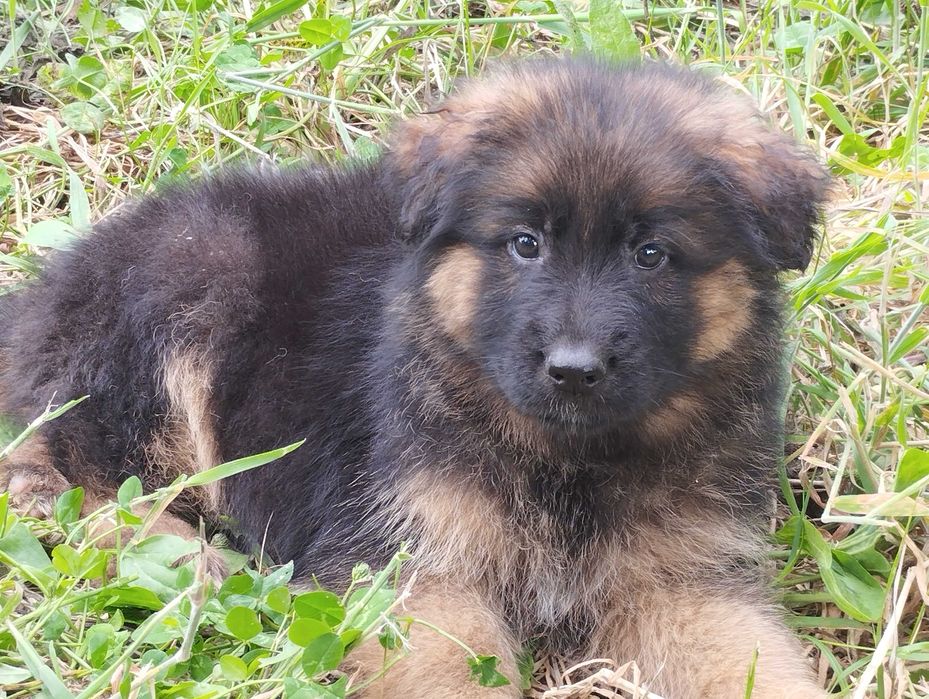 Pastor Alemão pêlo comprido com Lop