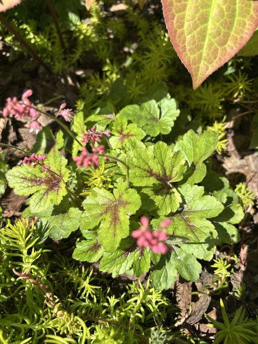 Сортові хости , гейхери . Кущі різні