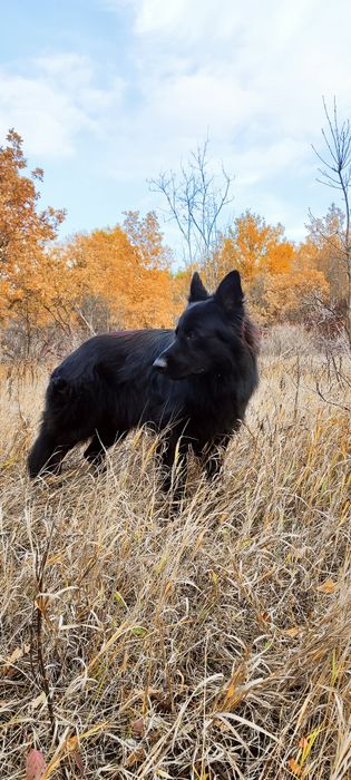 Кобеь. Вязка, німецька вівчарка чорна довгошерста