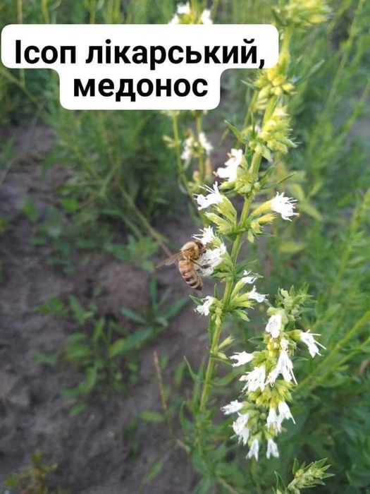 Шавлія лікарська. Гісоп. Саджанці. Пряні рослини