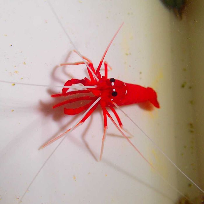 Krewetka Lysmata debelius - akwarium morskie.