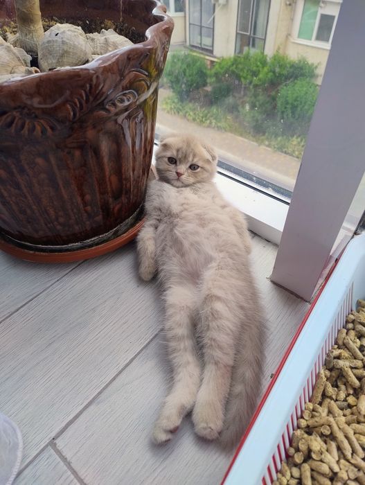 Шотландське Кошеня