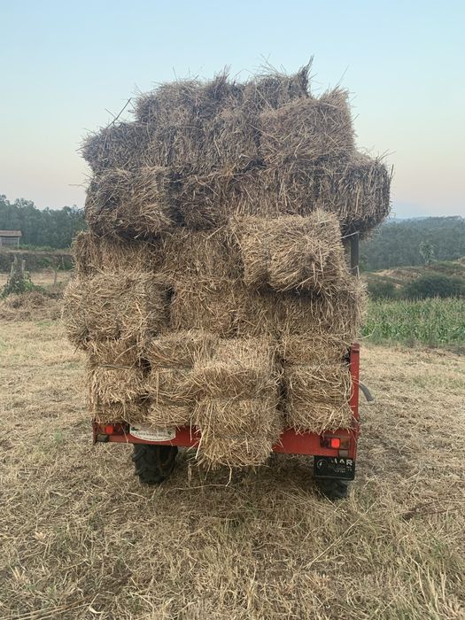 Fardos de palha de aveia regional selecionada