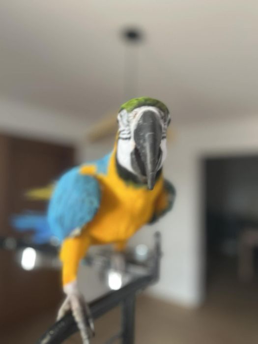Arara lindíssima