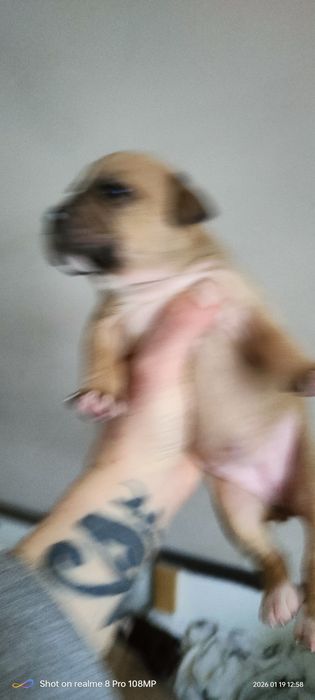 Amstaff szczeniaki brązowe i blue